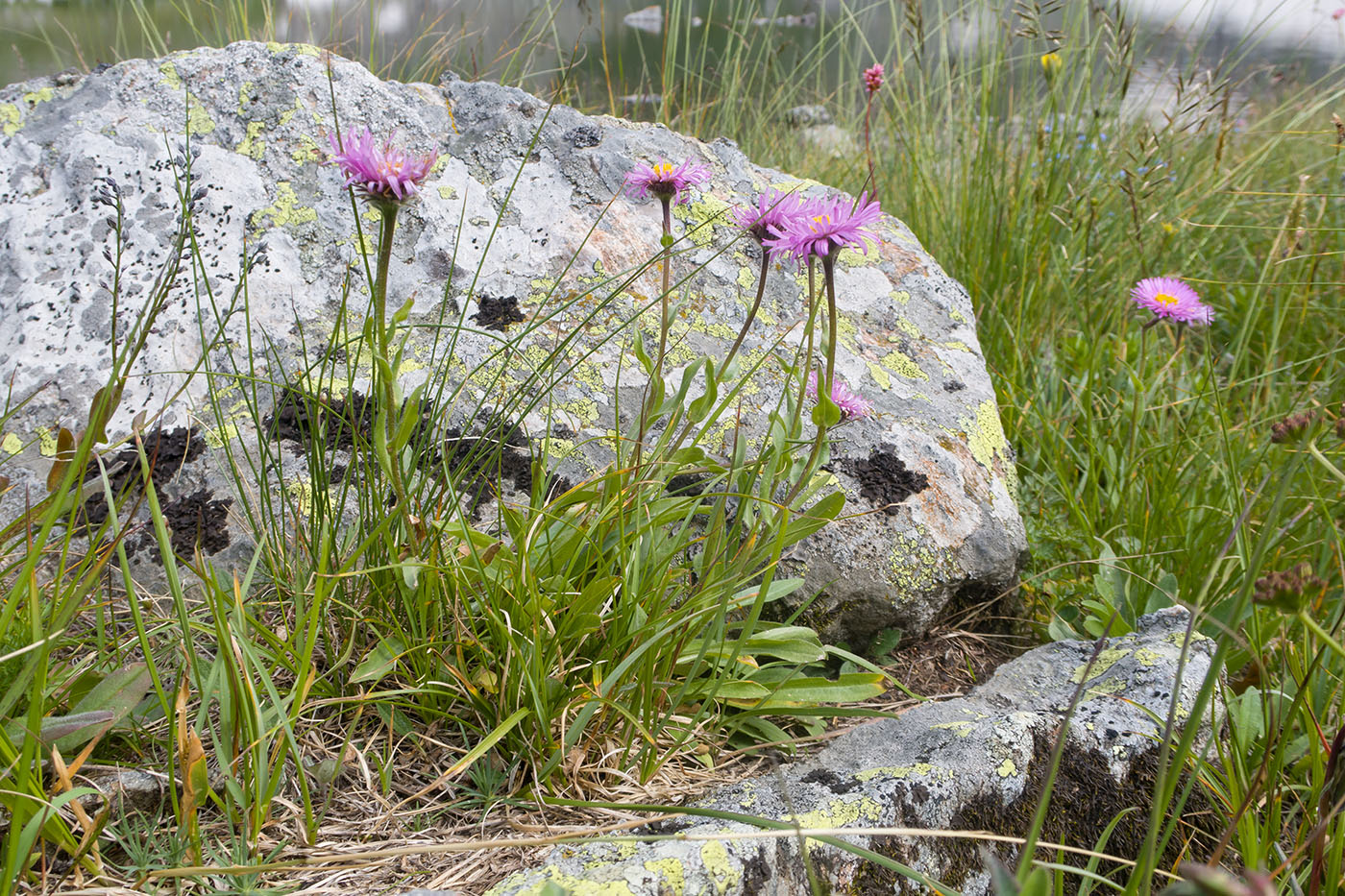 Изображение особи Erigeron venustus.