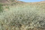 Artemisia santolina