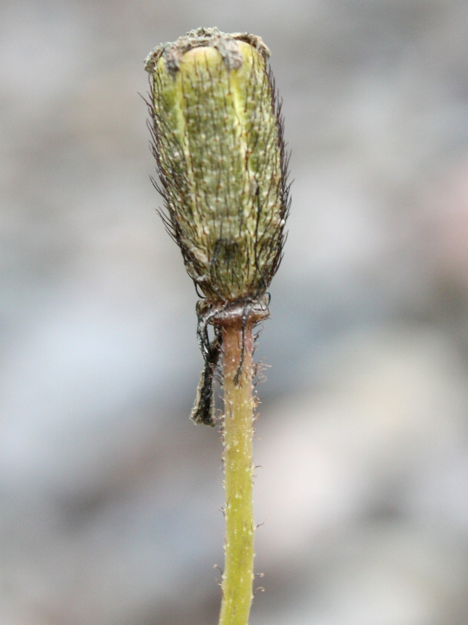 Image of Papaver lapponicum specimen.