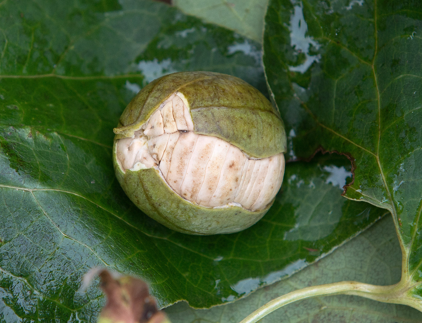 Image of Aristolochia clematitis specimen.