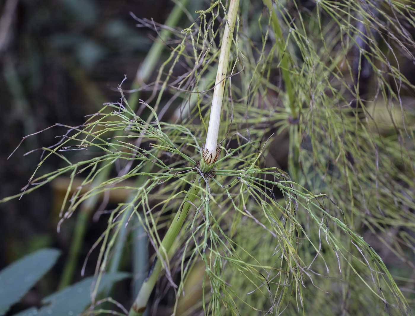 Изображение особи Equisetum sylvaticum.