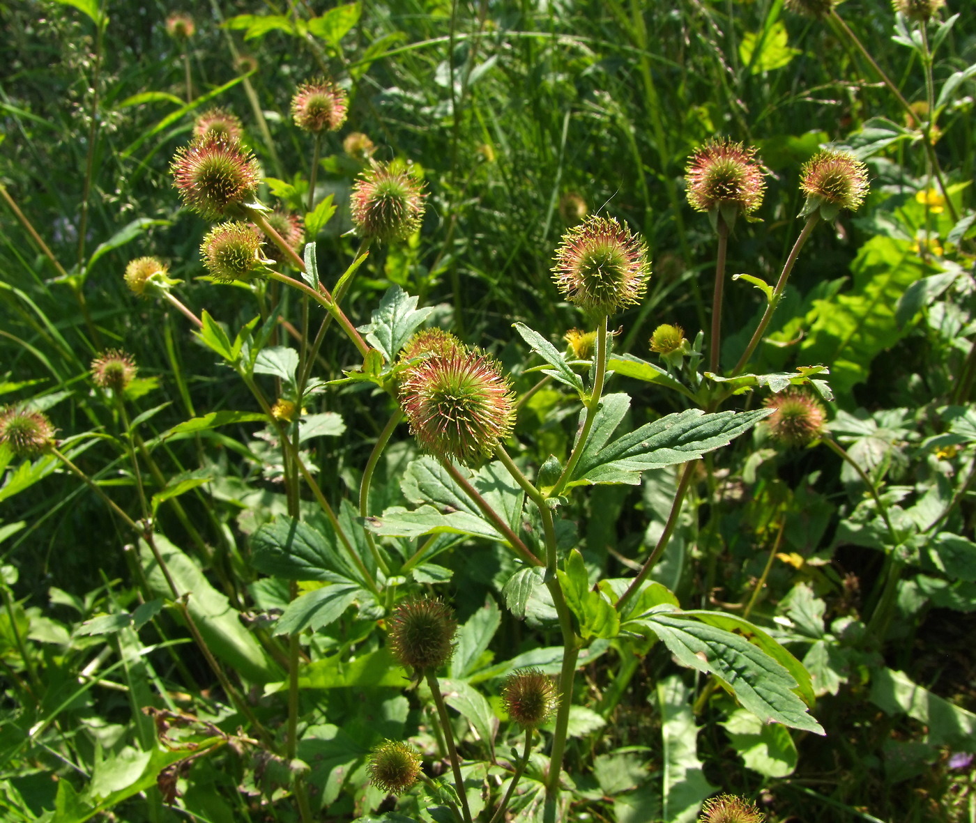 Изображение особи Geum aleppicum.