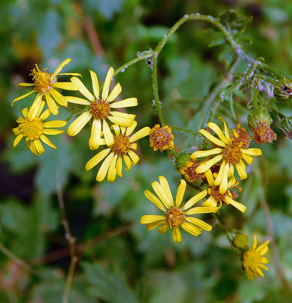 Image of Senecio grandidentatus specimen.