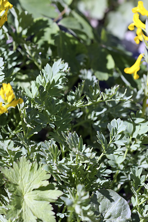 Image of Corydalis gortschakovii specimen.