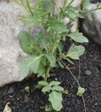 Barbarea vulgaris