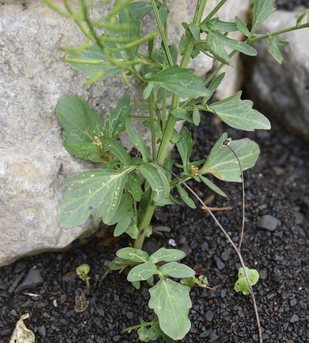 Изображение особи Barbarea vulgaris.