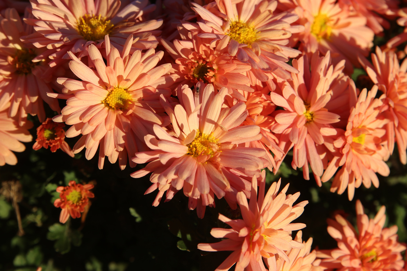 Image of Chrysanthemum indicum specimen.