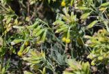 Onosma sericea. Верхушки побегов с соцветиями. Армения, обл. Арагацотн, окр. с. Агарак, ≈ 1000 м н.у.м., каменистый склон. 20.06.2022.