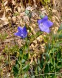 Platycodon grandiflorus. Верхушка цветущего растения. Приморье, окр. г. Находка, бухта Прогулочная, приморский луг. 05.08.2021.