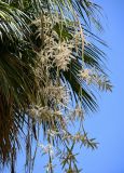 Washingtonia robusta. Соцветия. Египет, мухафаза Асуан, г. Асуан, в культуре. 03.05.2023.
