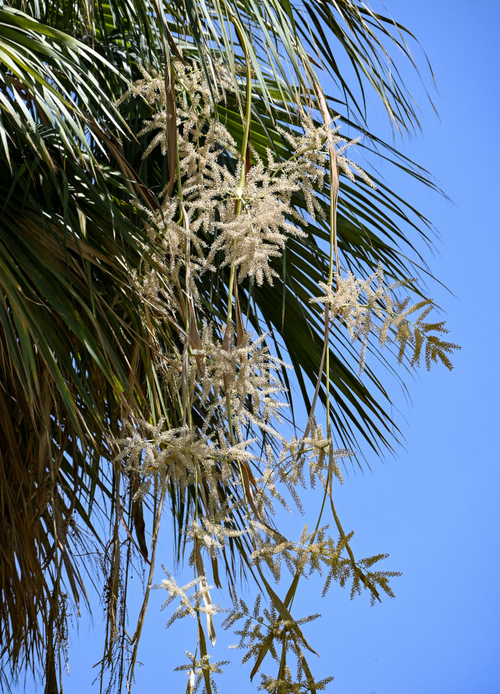 Image of Washingtonia robusta specimen.