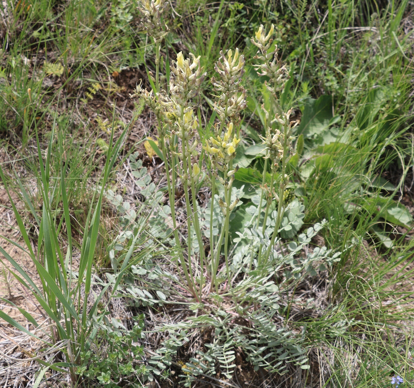 Изображение особи семейство Fabaceae.