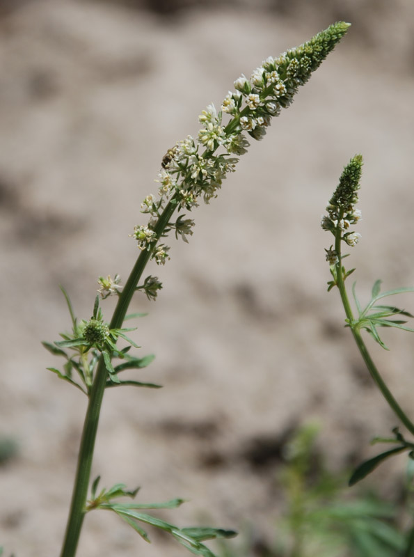 Image of Reseda alba specimen.