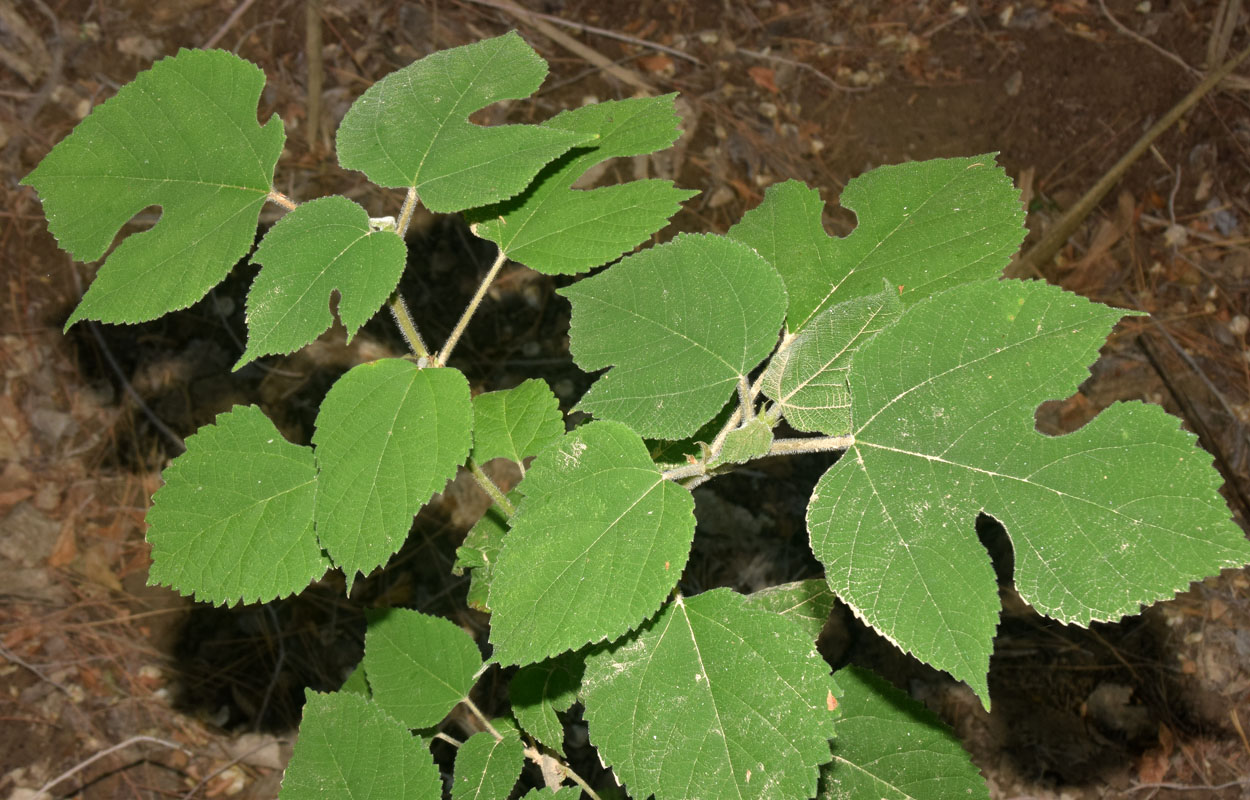 Image of Broussonetia papyrifera specimen.