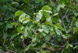 Juglans regia