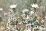 Cousinia bungeana. Верхушки цветущего растения. Таджикистан, Согдийская обл., горы Окбель, лёссовый склон. 7 мая 2023 г.