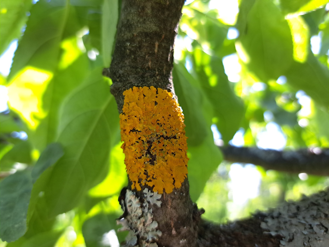 Изображение особи Xanthoria parietina.