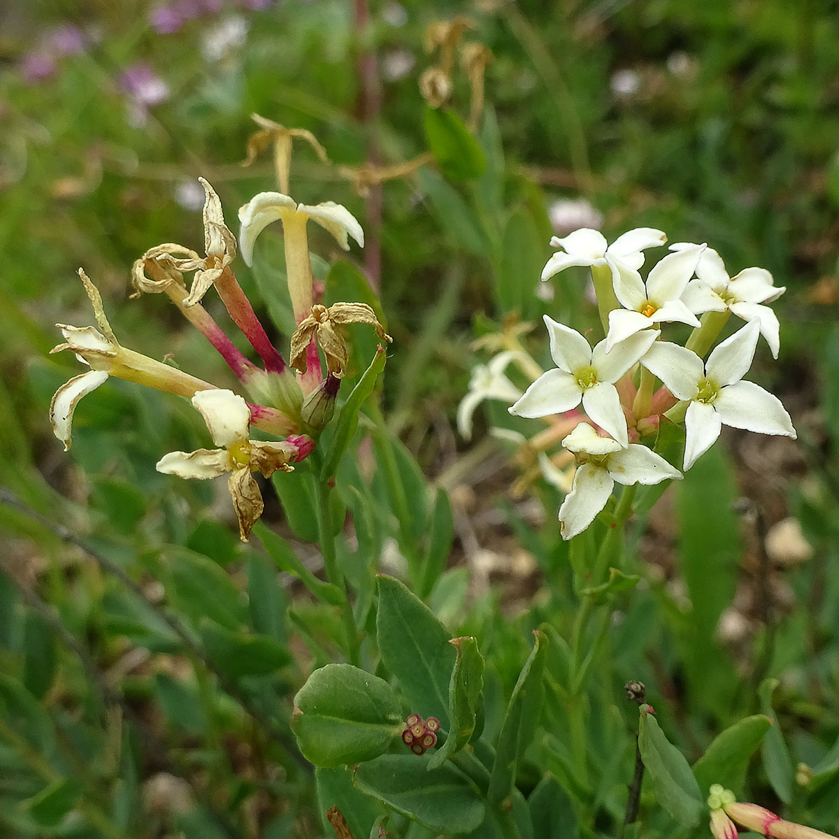 Изображение особи Stelleropsis caucasica.