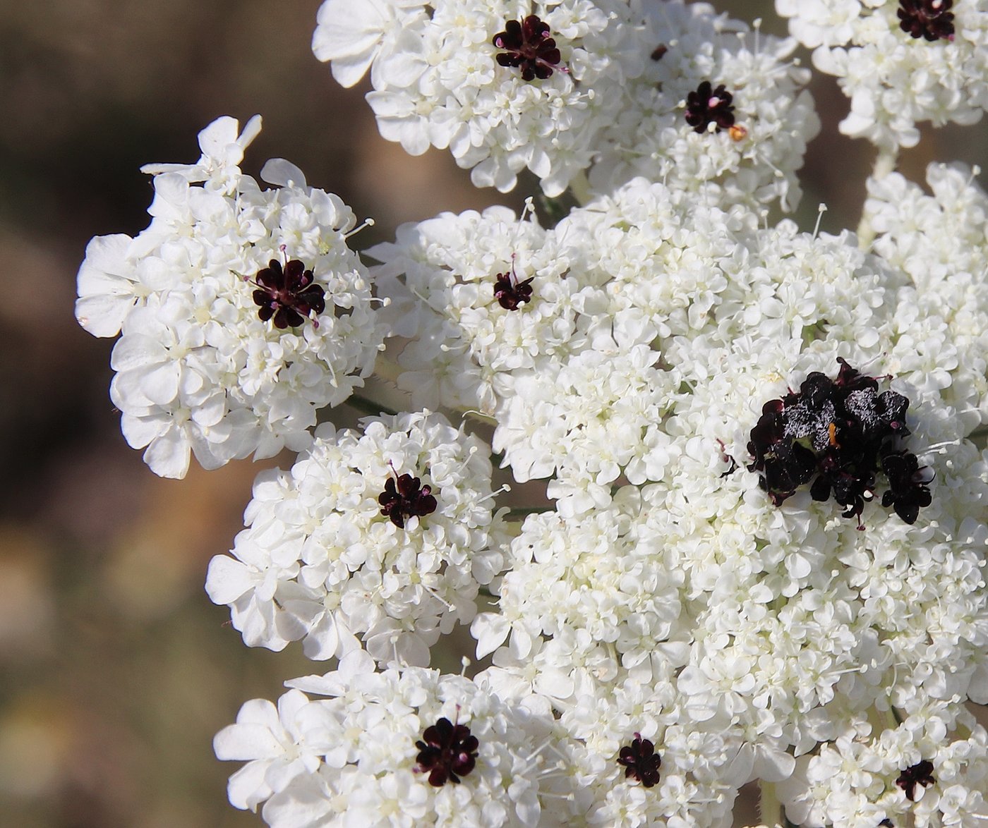 Image of Daucus guttatus specimen.