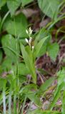 Cephalanthera longibracteata