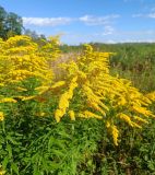 Solidago canadensis