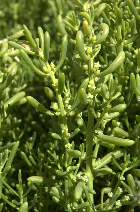 Image of Batis maritima specimen.