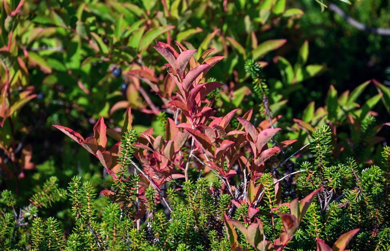 Image of Vaccinium smallii specimen.