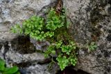 Asplenium ruta-muraria