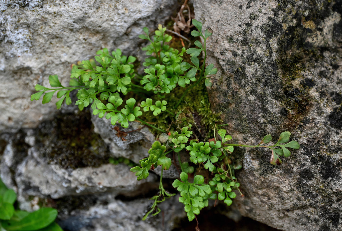 Изображение особи Asplenium ruta-muraria.