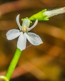 Lobelia dortmanna