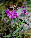 Chamaenerion latifolium. Верхушка побега с соцветием. Красноярский край, Таймырский Долгано-Ненецкий р-н, плато Путорана, долина р. Кутарамакан, опушка смешанного леса. 25.07.2023.