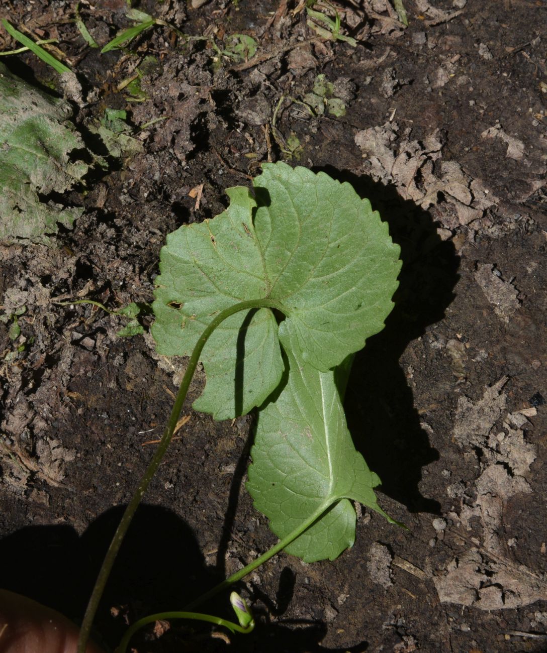 Image of genus Viola specimen.