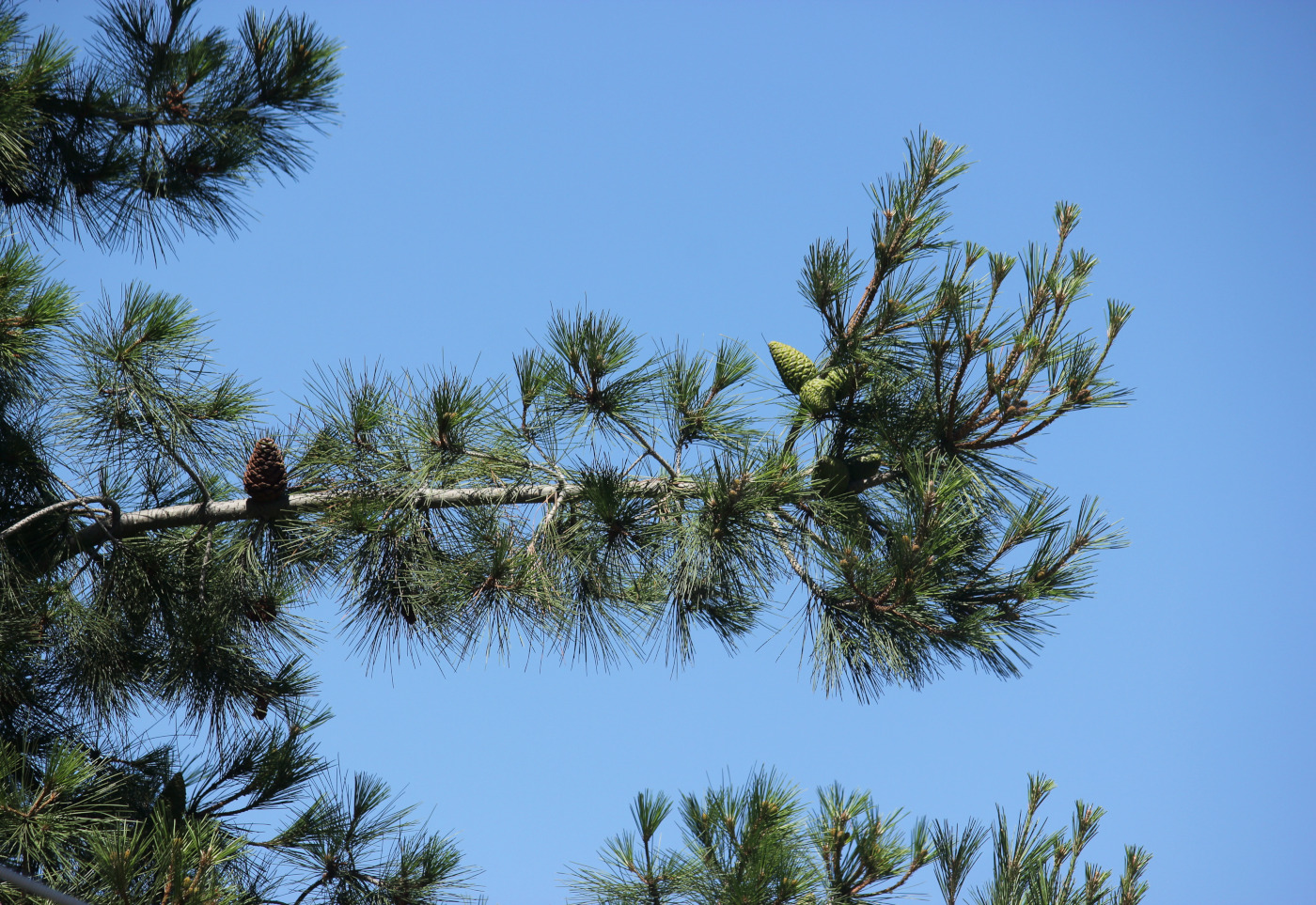 Image of Pinus pityusa specimen.