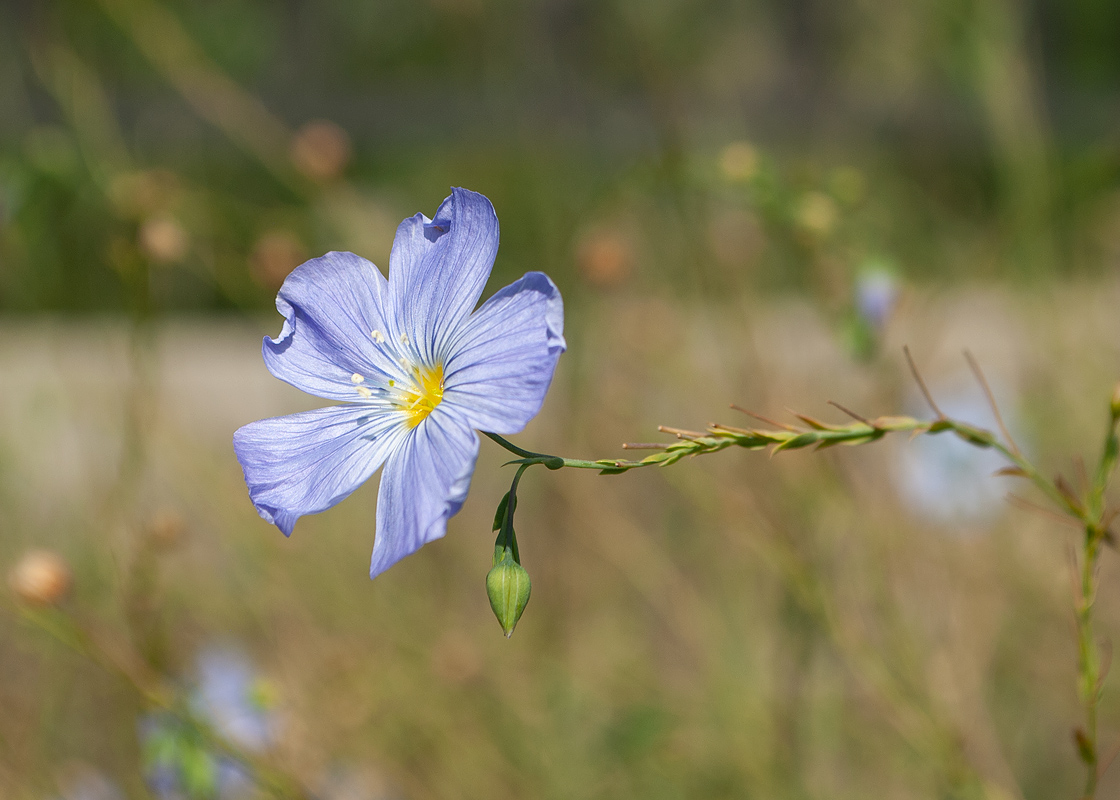 Image of Linum komarovii specimen.