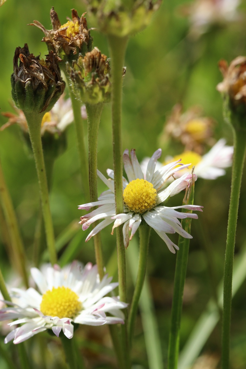 Изображение особи Bellis perennis.