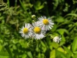 Erigeron annuus. Соцветия. Краснодарский край, городской округ Сочи, Центральный р-н, Мамайский лесопарк, опушка леса. 15.06.2021.