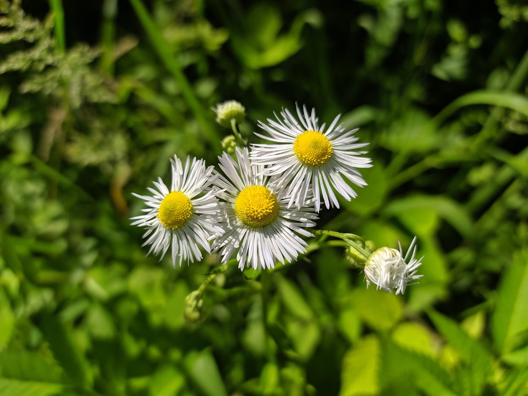 Изображение особи Erigeron annuus.