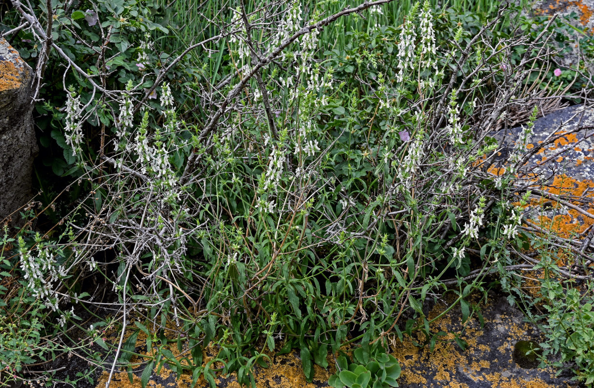 Image of Stachys pubescens specimen.