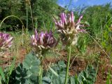 Astragalus platyphyllus. Соцветия и верхушки листьев. Казахстан, Туркестанская обл., Байдибекский р-н, верх. р. Улькен-Бугунь, ≈750 м н.у.м., низкотравное саванноидное сообщество. 18.05.2023.