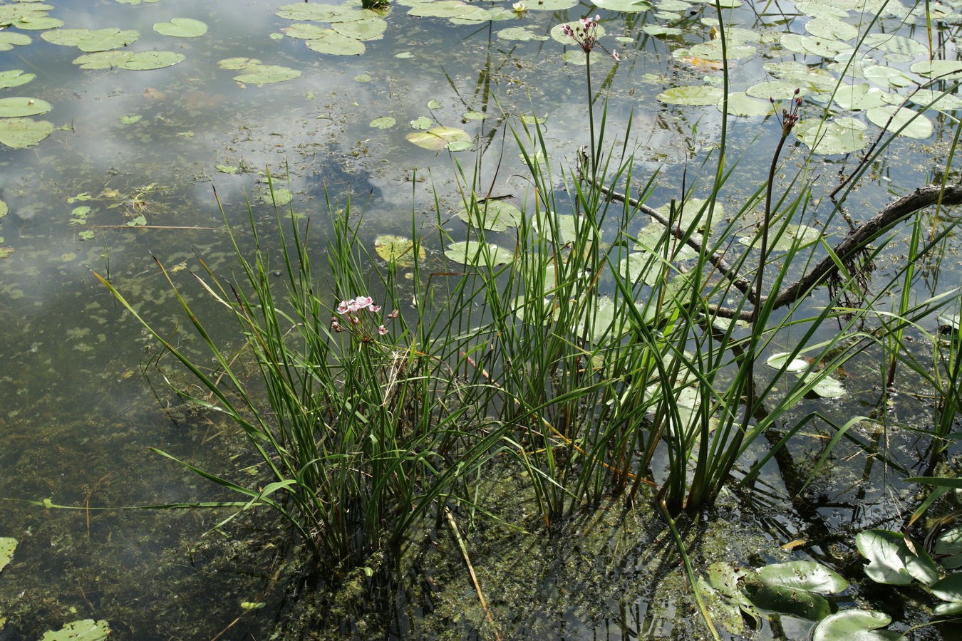 Image of Butomus umbellatus specimen.