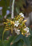 Brachychiton australis. Соцветие с цветками и бутонами. Израиль, г. Яффо, в культуре. 03.04.2024.