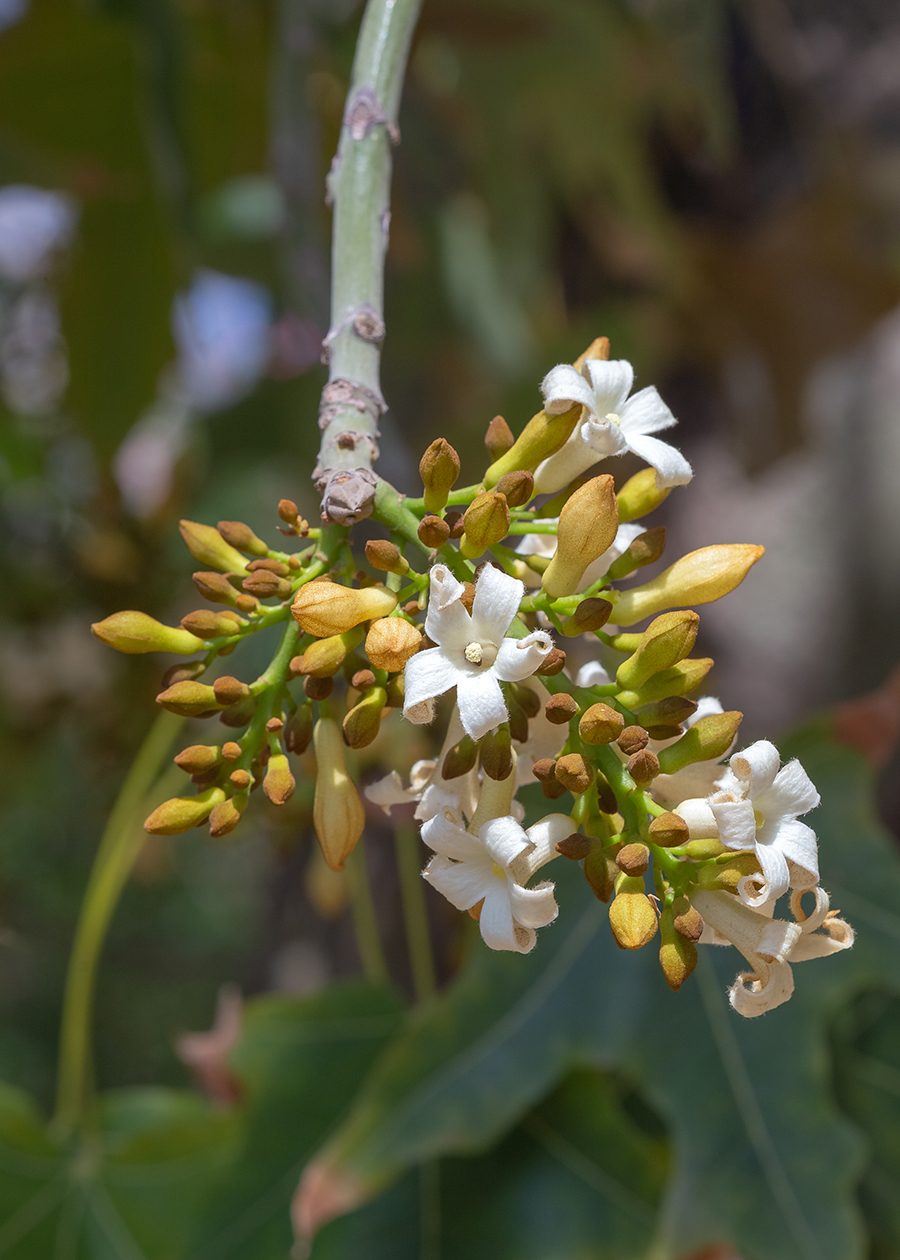 Изображение особи Brachychiton australis.