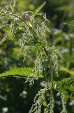 Urtica dioica