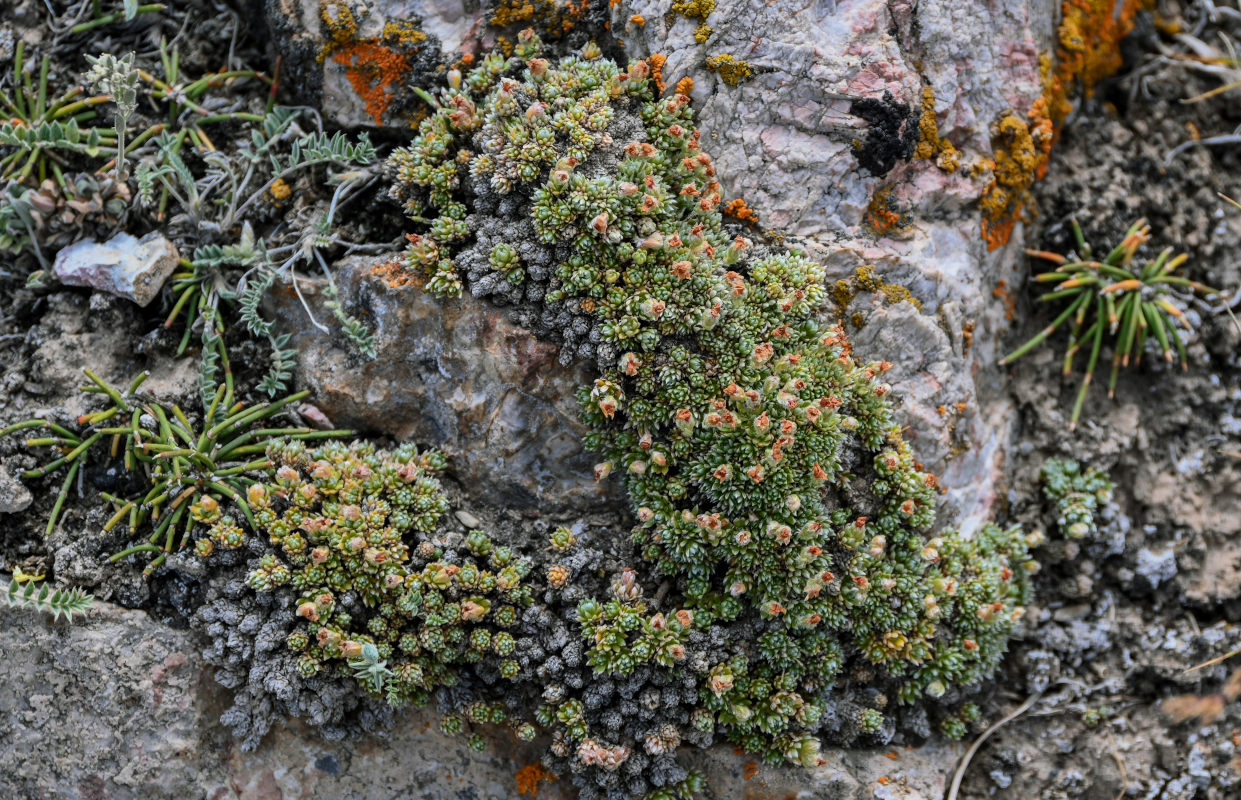 Image of Androsace dasyphylla specimen.