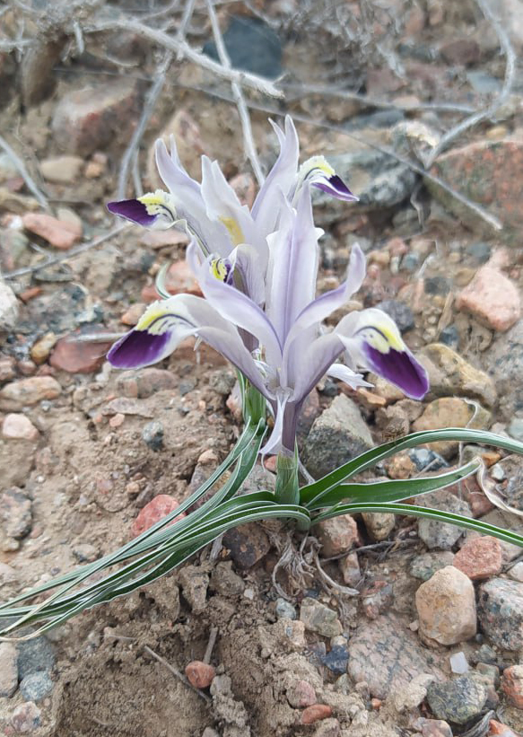 Image of Juno rodionenkoi specimen.