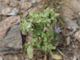 Valerianella dufresnia