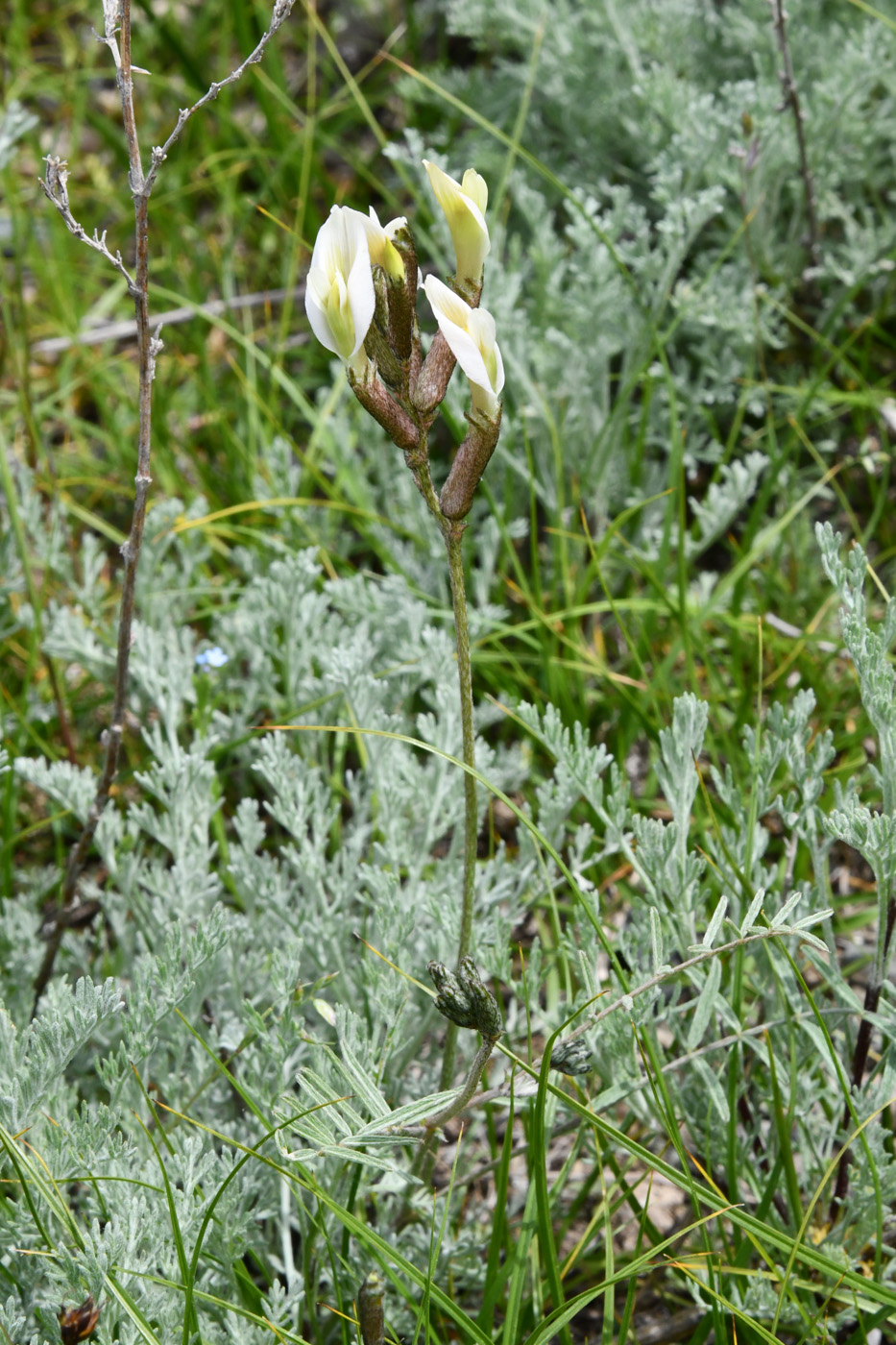 Image of Astragalus macrotropis specimen.