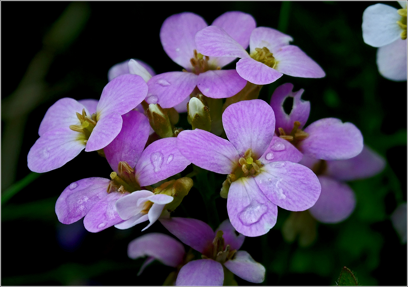 Изображение особи Arabis &times; arendsii.