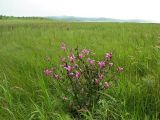 Pedicularis grandiflora. Цветущее растение на приморском лугу. Приморье, Хасанский р-н, 7 км Ю-В пос. Гвоздево, берег оз. Карасье. 16 июля 2004 г.