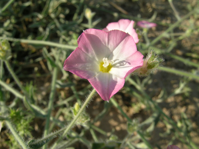 Image of Convolvulus pilosellifolius specimen.